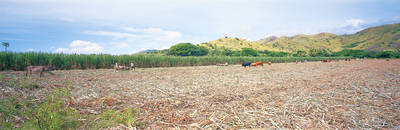 Cane farm
