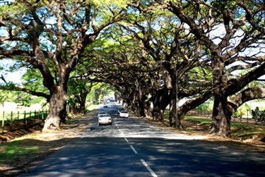 Drasa Avenue, Lautoka